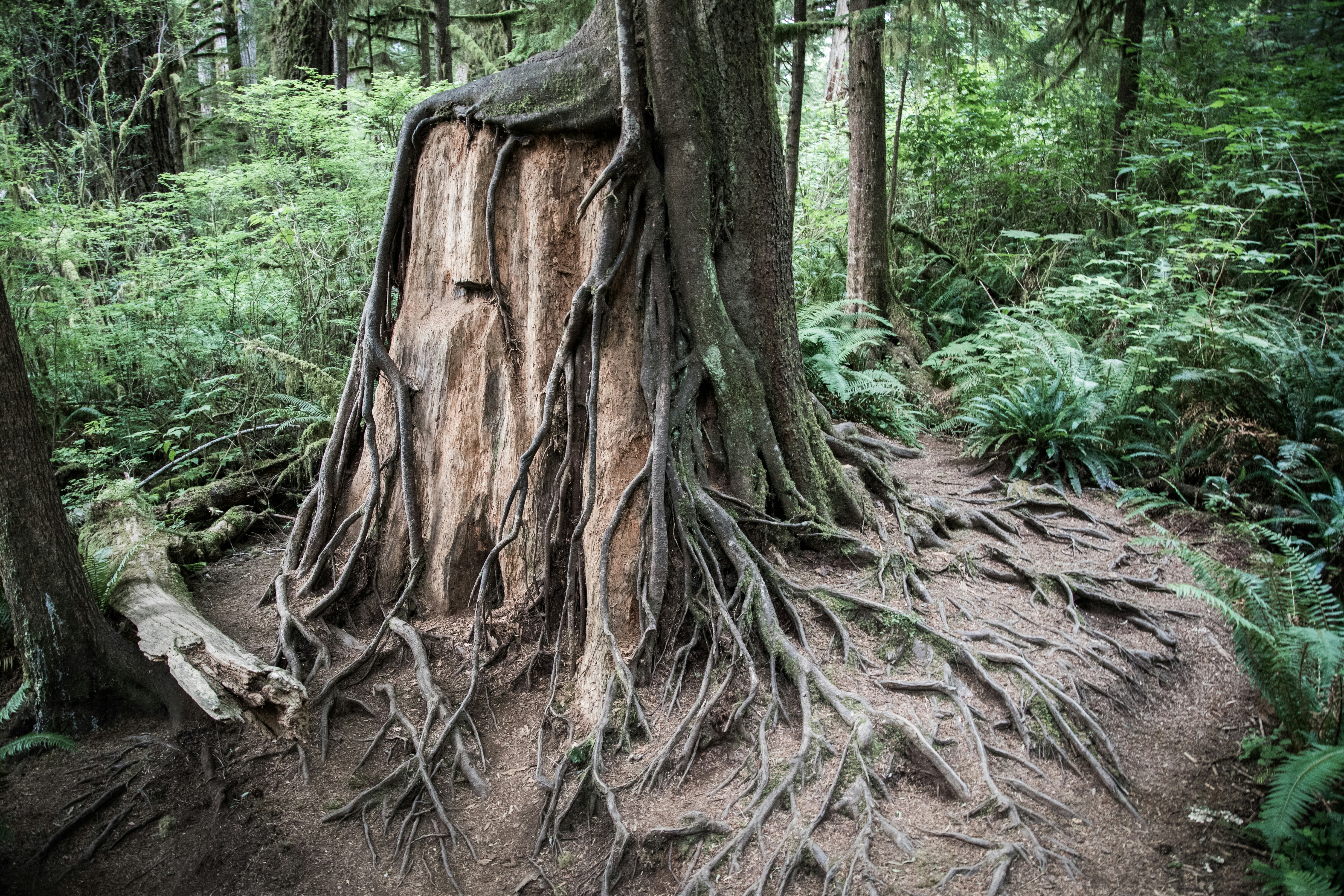 brown tree trunk on brown soil